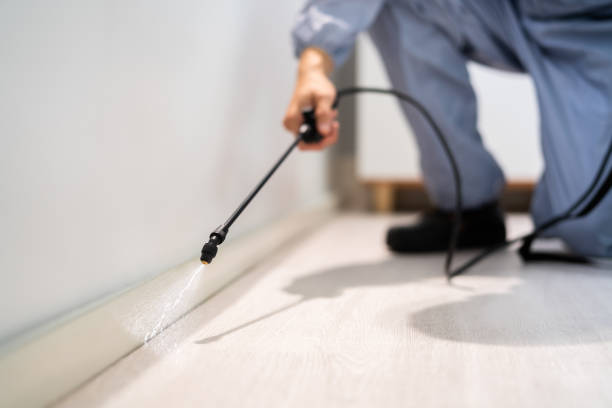 Licensed Wasp Removal service in McLeansboro, IL - Show Me Pest Control